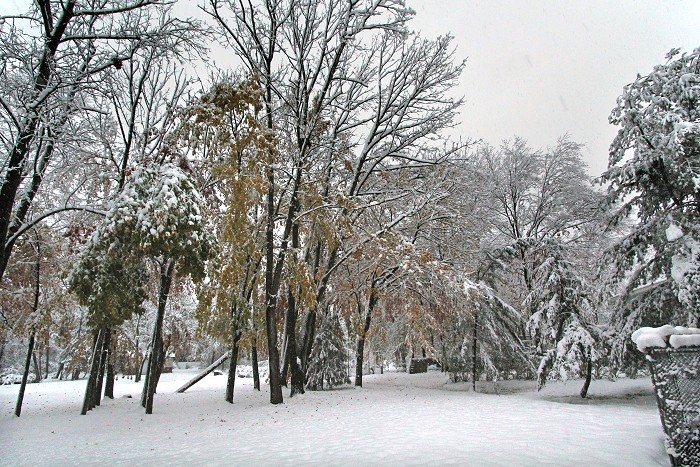 [Halloween Snow]