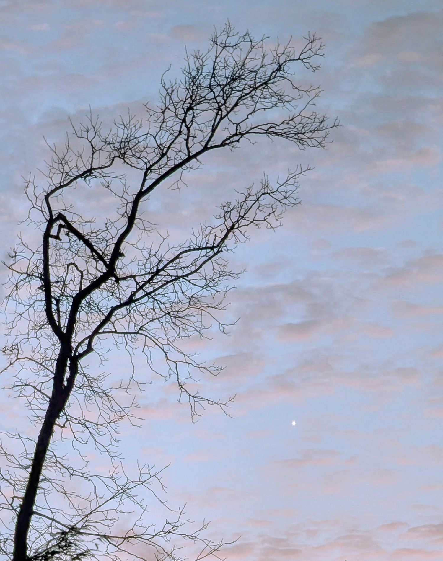 [Venus Emerges in Evening Sky]