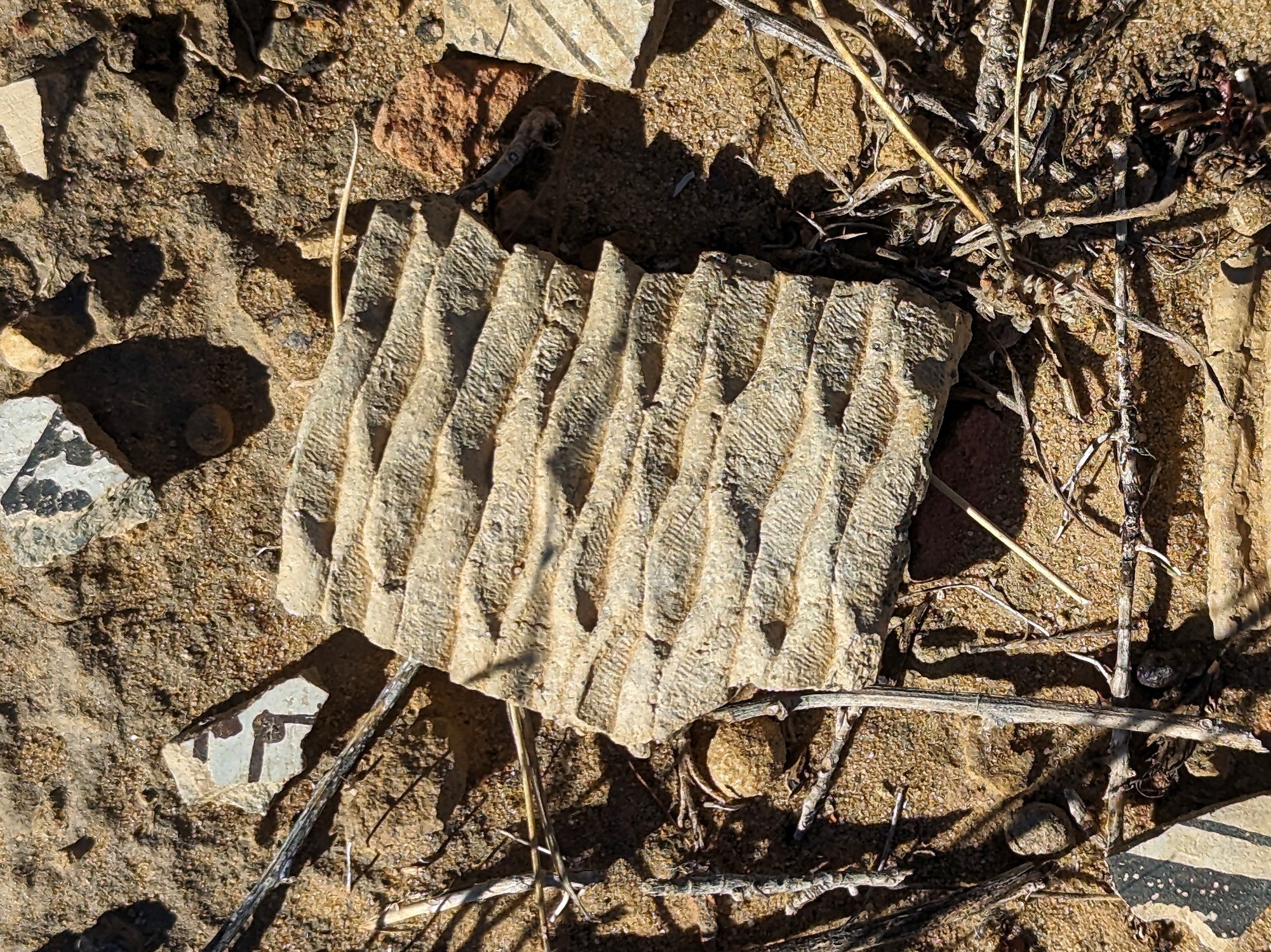 [Thousand Year Old Pottery Chard]
