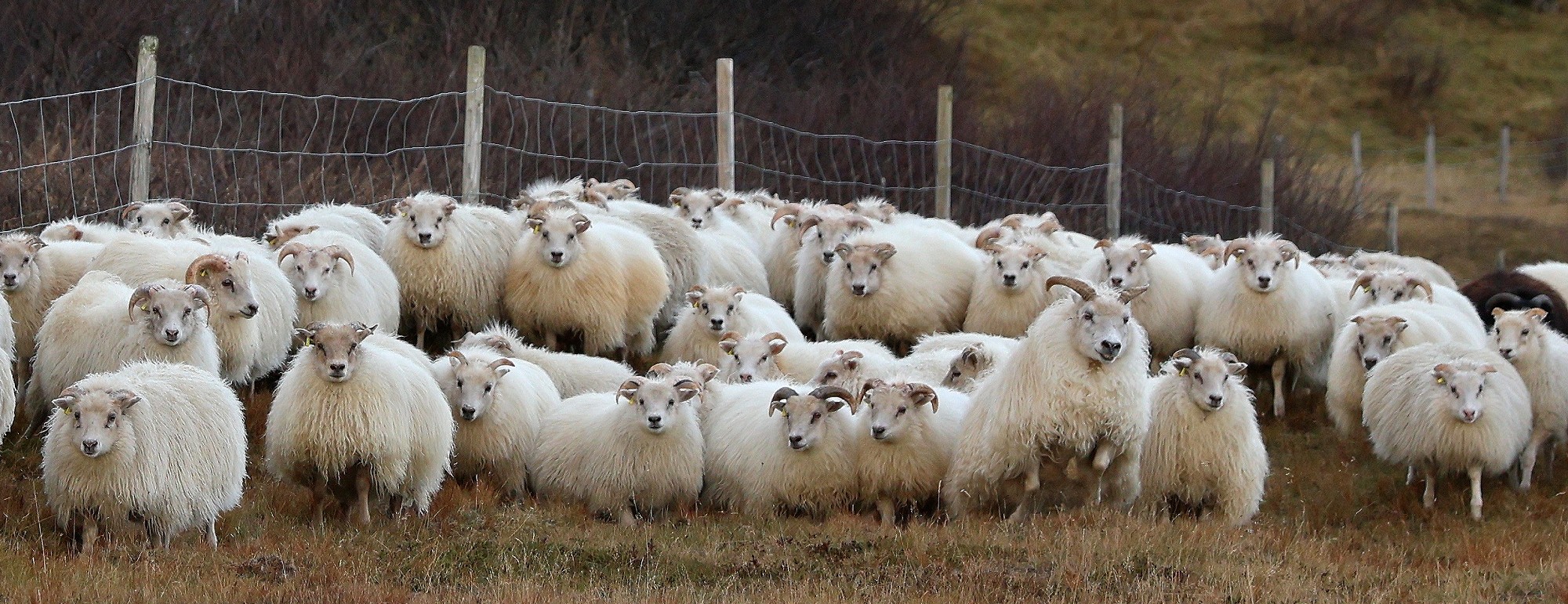 [Sheep Near H&ouml;fn, Iceland]